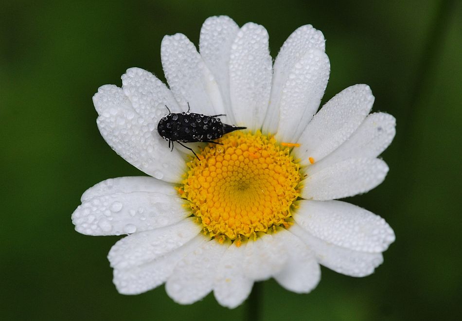 La vita in un fiore: terza parte
